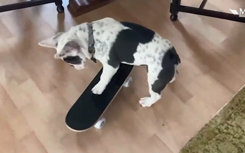 Chú cún bull đam mê trượt ván